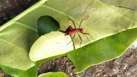 Ant-stands-on-a-leaf-and-cuts-it