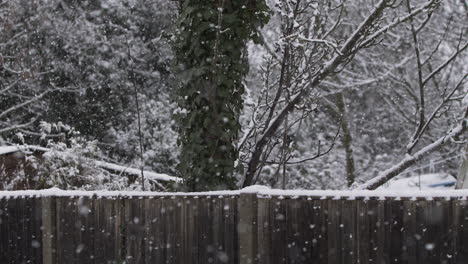 Snow-Falling-In-Back-Garden-Along-Fence-And-Tree-Branches