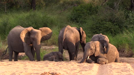 A-whole-family-of-elephants-play-together-in-a-sandy-riverbed-under-the-hot-African-sun