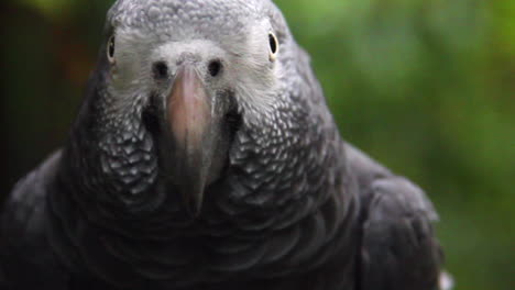 Close-up,-Gray-parrot-moving-the-head