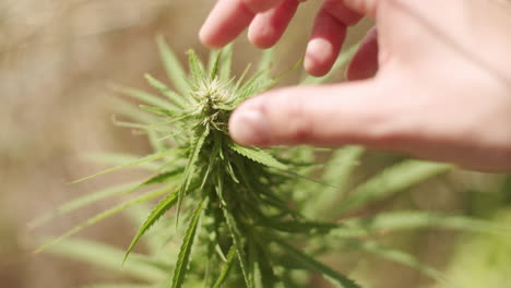 Caucasian-jemals-hands-grabbing-and-inspecting-the-top-of-a-hemp-plant