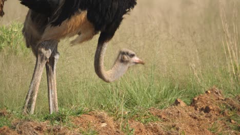 Follow-Shot-of-Male-Ostrich-Bending-Long-Neck-to-Eat-Grass-in-Savanna