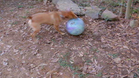 Small-cute-brown-dog-hilariously-play-attacks-large-rubber-ball