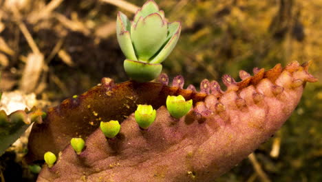 Dying-mother-of-one-thousand-plant-gives-birth-and-energy-to-new-born-succulent-babies