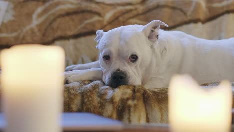 Ein-Weißer-Hund-Blickt-Auf-Einer-Couch-Mit-Kerzen-Im-Vordergrund-In-Die-Kamera