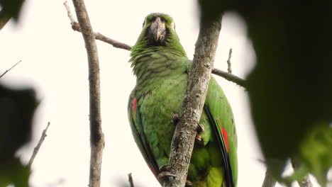 A-mature-parrot-with-green-feathers-is-sitting-on-a-bare-branch-and-screaming