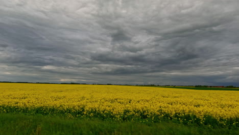 field-of-yellow-flowers