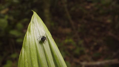 Hunt,-Jumping-spider-leaps-overpowers-and-kills-another-spider-on-a-leaf-in-the-Peruvian-Amazon-forest