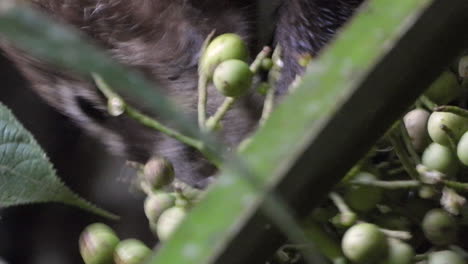 Coati-Eating-Berries-in-the-Jungle,-Close-Up