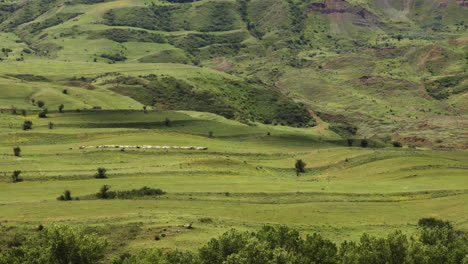 Große-Schafherde-Läuft-über-Grüne-Weiden-Im-Mtkwari-Tal
