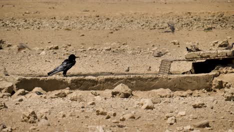Krähe-Und-Namaqua-Tauben-An-Einem-Trinkwasserloch-Im-Von-Dürre-Heimgesuchten-Südafrika