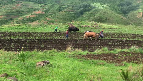 African-farmers-till-green-corn-field-with-oxen-and-hand-plows