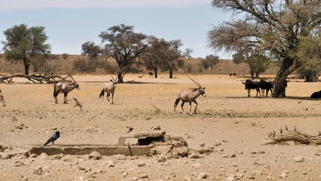 gemsbok,-wildebeest-and-many-birds-in-the-South-African-savannah-flock-to-a-watering-hole