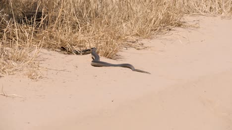 a-beautiful-mole-snake-slithers-over-the-white-sand-of-the-desert-to-the-edge-of-the-vegetation