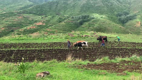 Low-tech-agriculture:-African-farmers-plow-field-with-cattle-teams