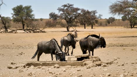 wildebeest-drinking-at-a-waterhole-in-south-africa,-a-gemsbok-stands-in-the-background,-close-up-shot