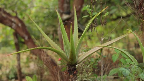 Aloe-Vera-plant-growing-outside,-close-up-shot