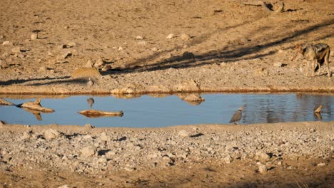 Schabrackenschakal-Jagt-Ringeltaube-Neben-Wasserloch-Bei-Nossob-In-Südafrika