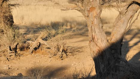 a-black-backed-jackal-is-running-next-to-a-waterhole-to-forage-at-nossob-in-south-africa