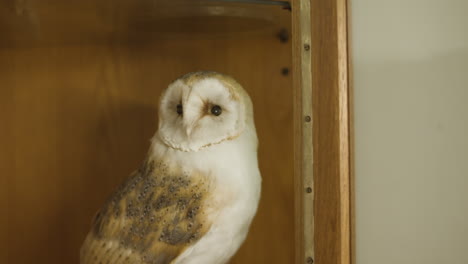 Taxidermy-Barn-Owl-on-display-in-museum