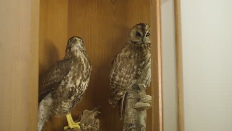 Taxidermy-dead-stuffed-falcon-and-owl-birds-of-prey-on-shelf-in-house