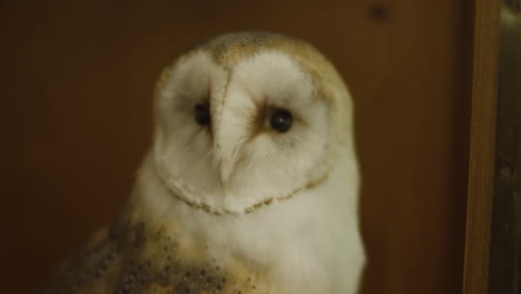 Close-up-taxidermy-stuffed-barn-owl-head-on-display-in-museum-gallery