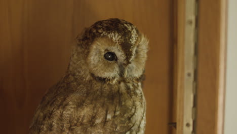 Close-up-taxidermy-Tawny-Owl-bird-dead-and-stuffed-on-museum-display