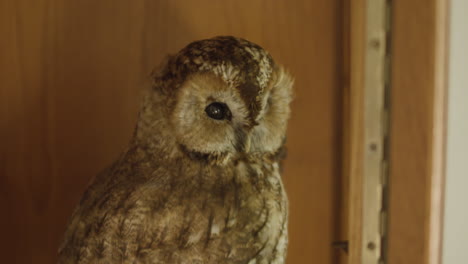 Cerrar-Taxidermia-Cárabo-Pájaro-Muerto-Y-Disecado-En-La-Exhibición-Del-Museo