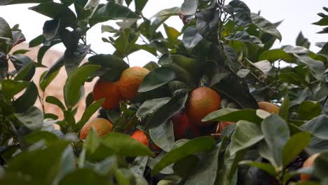 orange-tree-bethlehem-israel-oranges
