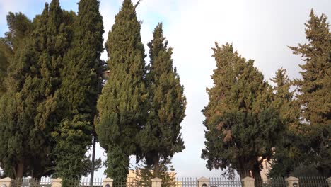 pine-trees-in-bethlehem-israel-palestine