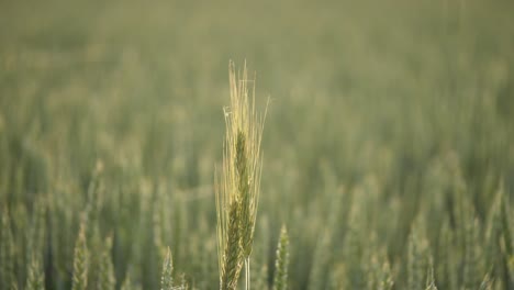 Grain-field-during-the-summer-days