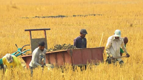 Workers-Digging-Soil-In-Field-And-Throwing-It-In-Back-Of-Cart-In-Rural-Bangladesh