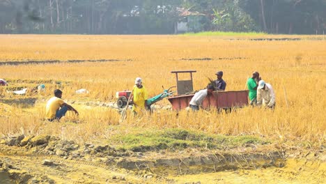 Rural-Farmworkers-Using-Hoes-To-Digg-Soil-In-Field-And-Throwing-It-In-Back-Of-Cart-In-Rural-Bangladesh