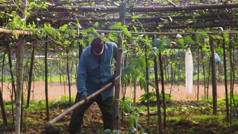 Bangladeshi-Farmer-Using-Hoe-On-Vegetable-Plot-Under-Trellis