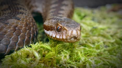 Close-up-of-cobra-snake,-laying-on-ground-surface-covered-with-grass-vegetation-and-flick-its-tongue