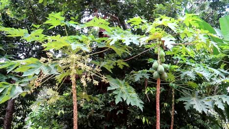 Paneo-A-La-Derecha-Que-Revela-Altos-árboles-Tropicales-Con-Grandes-Frutos-Verdes-Colgando-Del-Tronco