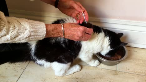 Administering-an-insulin-injection-to-a-cat