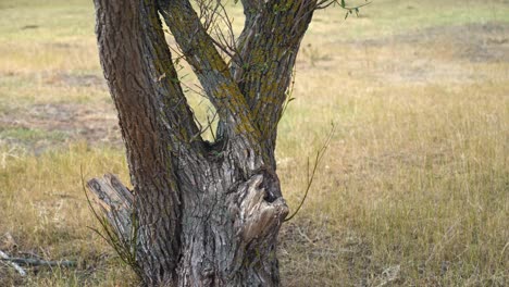 Trunk-of-dead-tree-in-arid-field-Bacs-Kiskun-County,-Hungary-during-drought
