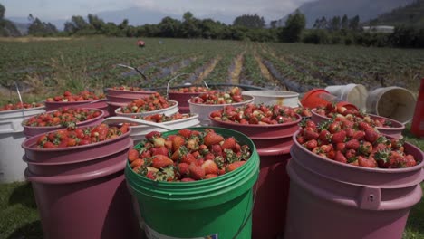 buckets-full-of-harvested-strawberries