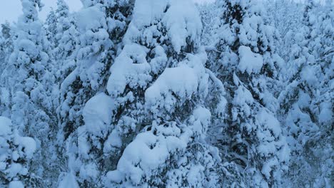 Drone-shot-rising-up-in-front-of-a-winter-spruce-forest-on-the-mountain