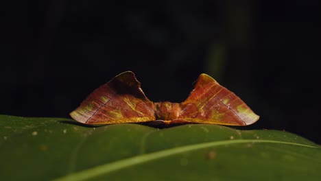 Extreme-closeup-of-Moth-with-Triangular-wings-belonging-to-the-Apatelodidae-family-at-eye-level