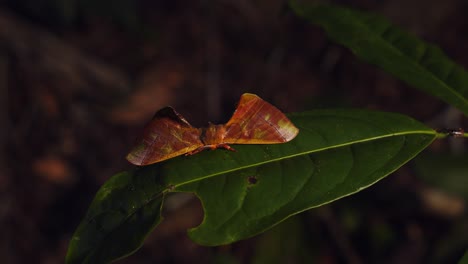 Pull-back-shot-from-a-flat-Moth-of-the-Apatelodidae-family-resting-on-the-leaf-with-its-big-furry-antennae-at-night