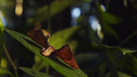 Back-side-of-a-Moth-sitting-on-a-leaf-with-its-triangular-wings-camouflaged-as-a-dead-leaf-Apatelodidae