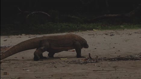 One-of-the-remaining-Komodo-dragons-roams-along-a-sandy-beach-looking-for-prey