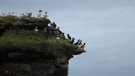 About-a-dozen-cute-puffins-perch-on-a-cliff-on-Île-aux-Perroquets-in-the-north-coast-of-Quebec-in-Canada