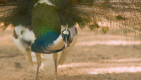 Multi-colored-peacock-feeding-with-it's-tail-feathers-open