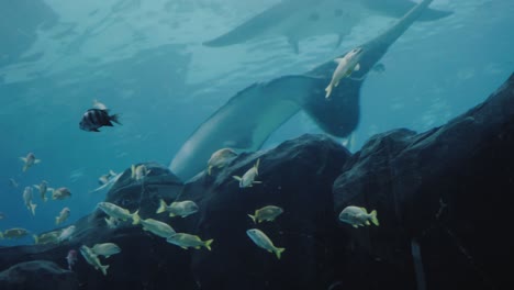 Ein-Riesiger-Walhai-Schwimmt-Anmutig-In-Einem-Aquarium,-Während-Ihm-Andere-Fische-Folgen