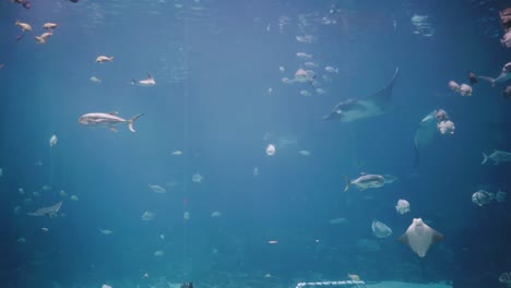 Eine-Spektakuläre,-Vielfältige-Unterwasserszene-Mit-Rifffischen,-Haien-Und-Mantarochen