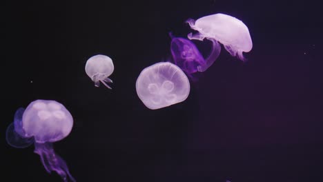 A-group-of-jellyfish-floating-and-swimming-past-each-other-in-deep,-dark-waters