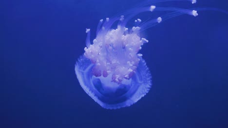 Una-Medusa-Manchada-De-Colores-Con-Largos-Tentáculos-Nadando-Lentamente-En-Aguas-Profundas-Y-Claras